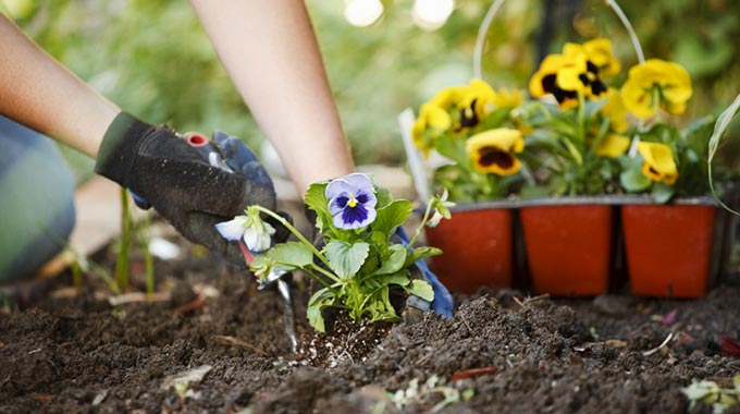 Markham Toronto Landscaping Services flower planting