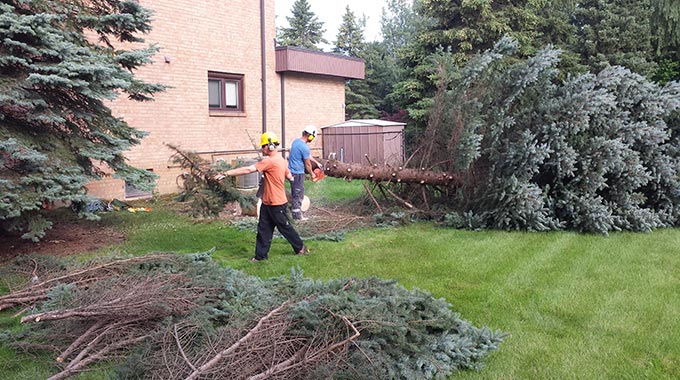 Markham Toronto Landscape Services planting flowers trees