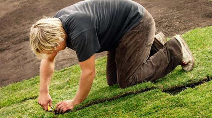 Markham Toronto Commercial lawn sodding